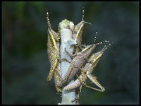 175 - FOUR PAINTED GRASSHOPPERS - KORLAPATI SARASWATIRAO - india <div